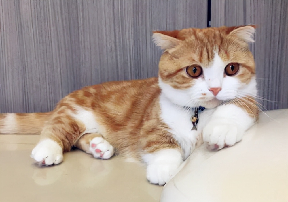 猫日记写什么,猫日记主要写了什么