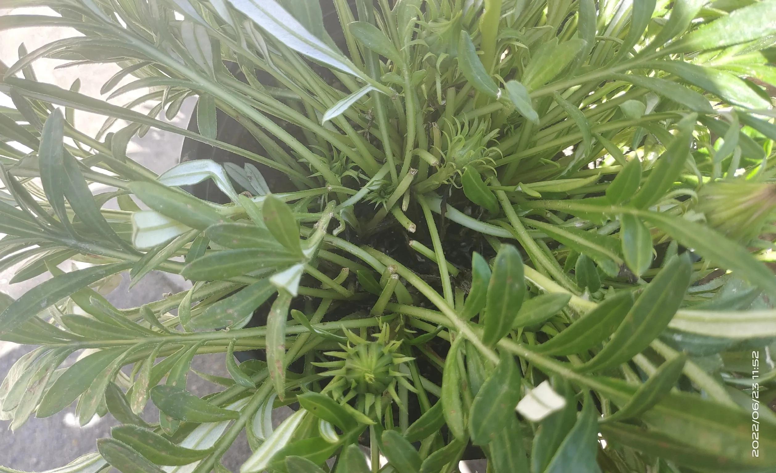 枯萎的勋章菊怎么处理,勋章菊枯萎