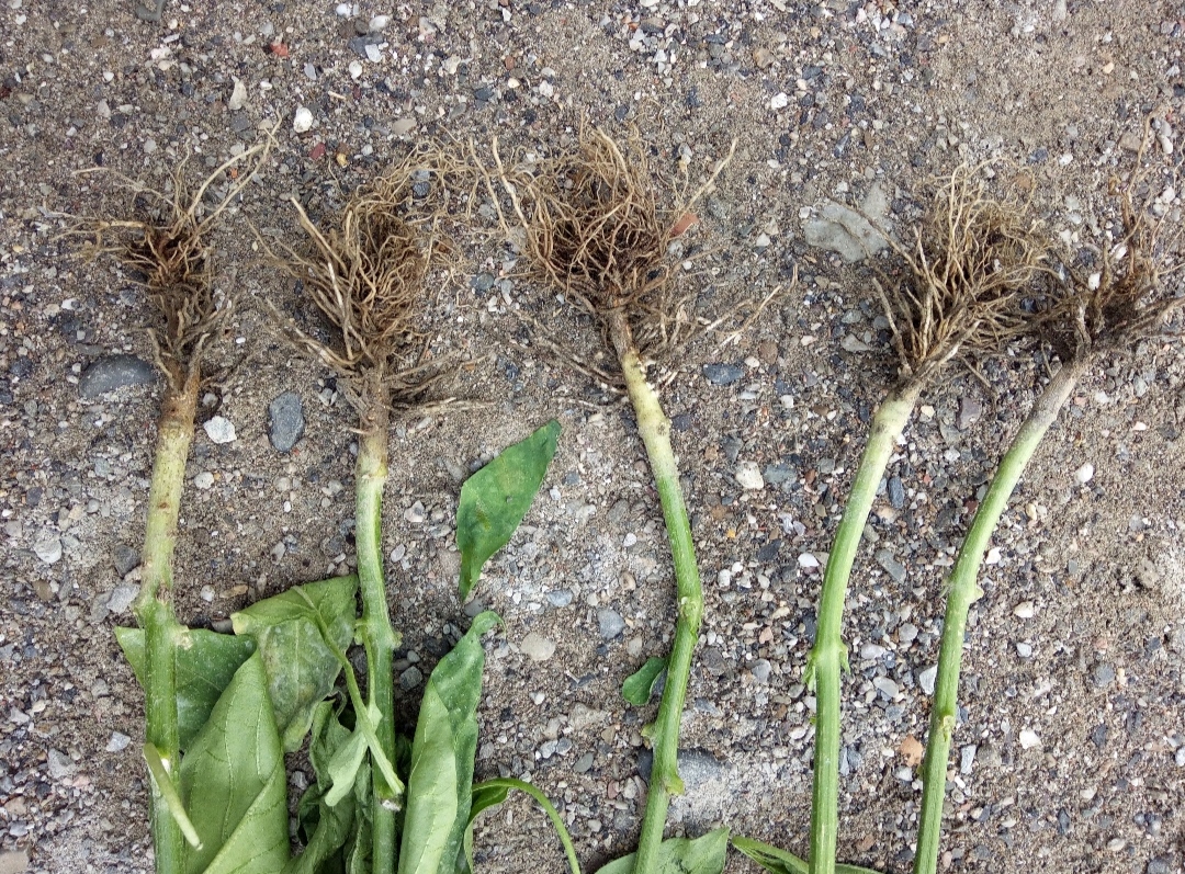 如何防治辣椒的根腐病,辣椒根腐病防治的最佳方法