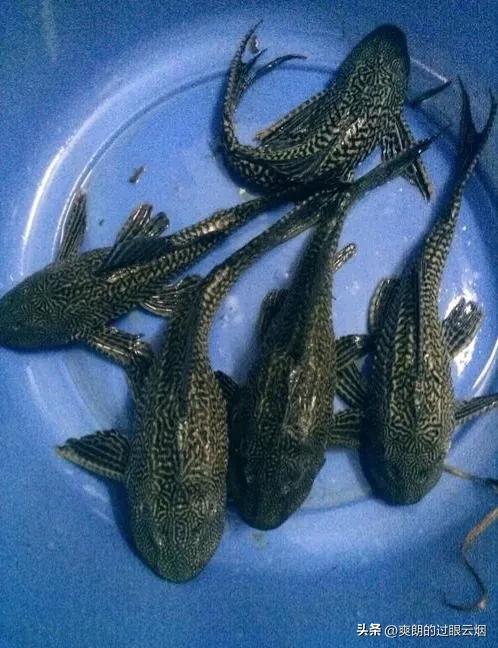 鲶鱼是世界上最脏的鱼,中国十大最脏鱼是什么鱼