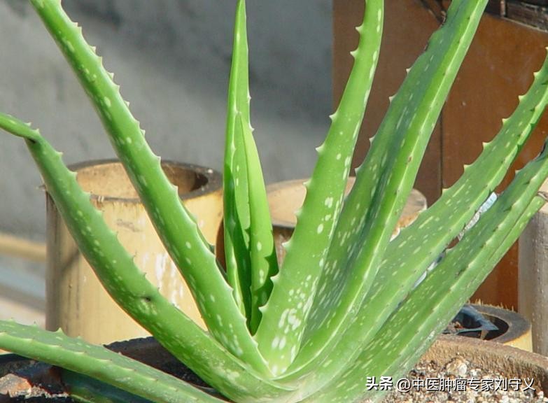 芦荟有去肝火的作用吗,抗癌中药芦荟的功效与作用