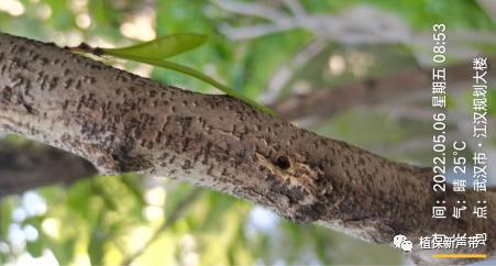 蛀干害虫为害症状识别,什么是蛀干害虫
