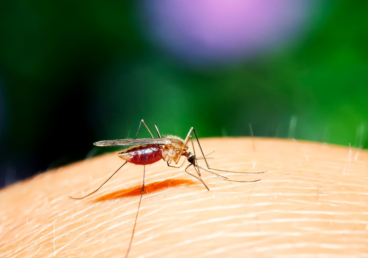 蚊子最怕的竟然不是蚊香,蚊子最怕的竟不是蚊香