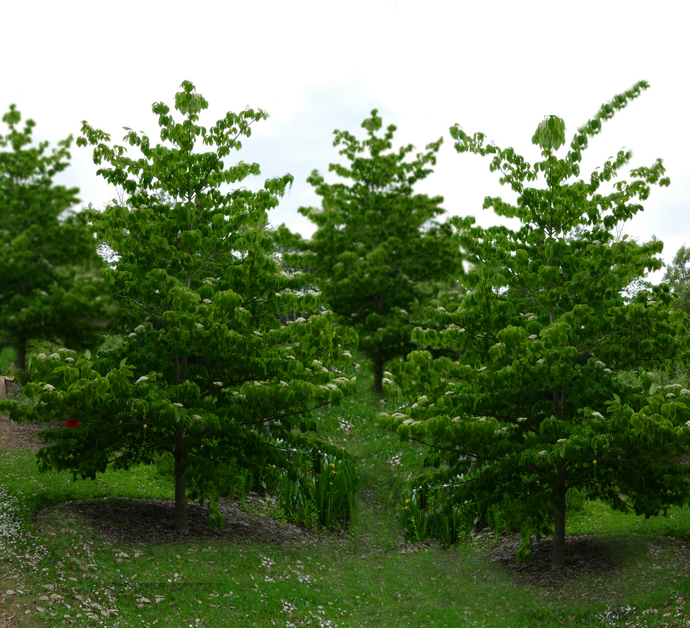 50亩山地种什么经济效益好,山东适合种的水果树种植
