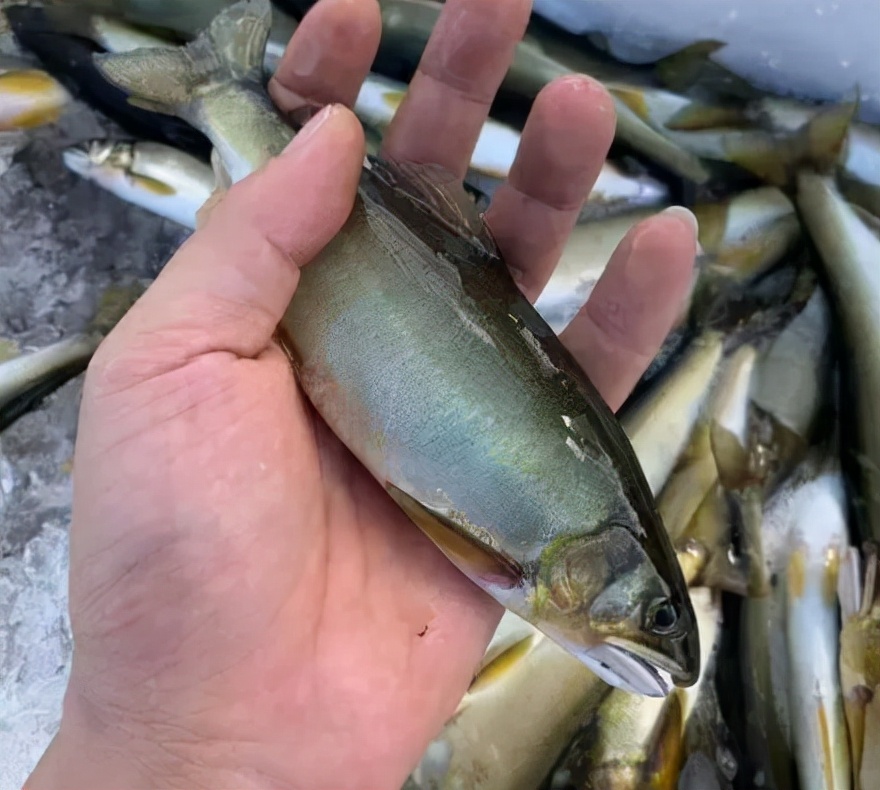 香鱼是日本淡水鱼之王,香鱼又叫什么鱼它的营养价值怎样