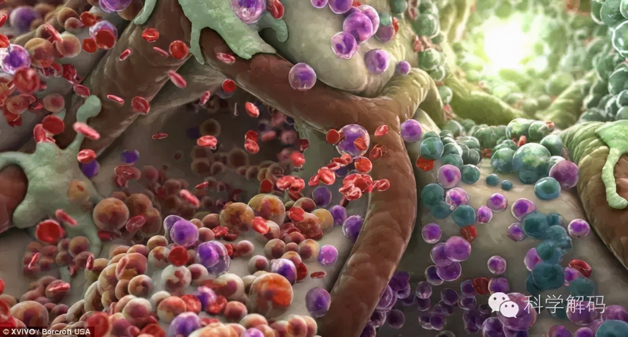 生命体内的微观世界,一滴水放大10000倍后的微观世界