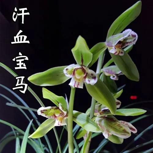 兰花品种大全四川,兰花品种鉴别方法