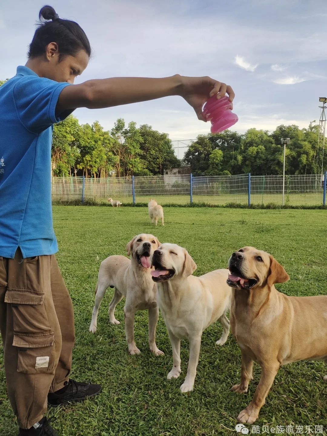 养狗误区123,养狗的误区