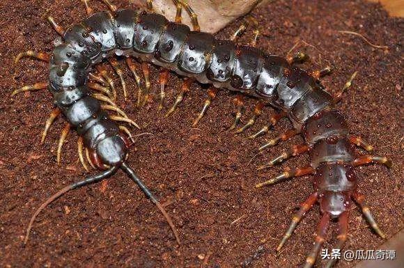 武汉惊现入侵巨人蜈蚣物种,海关查获活体巨人蜈蚣怎么处理的