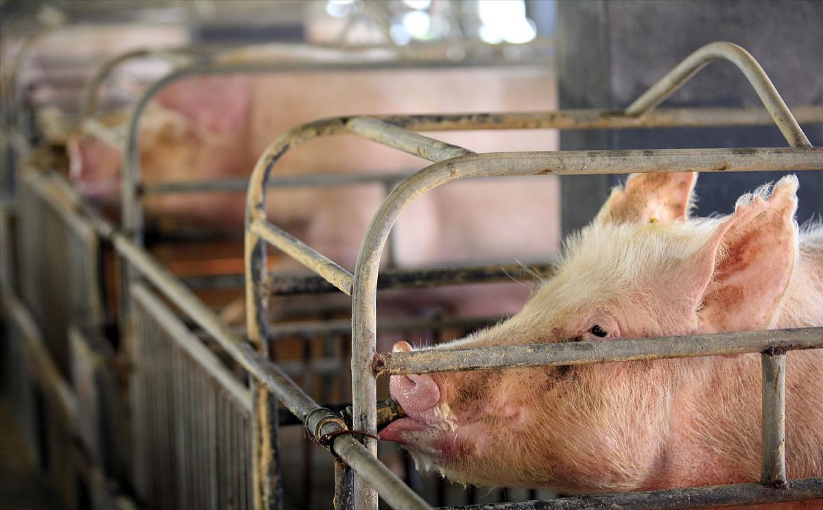 猪价6连涨预示什么,六连板放量上涨