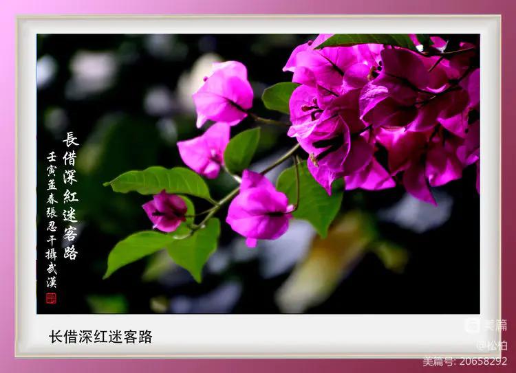 【松柏】（十四）潜情三角梅