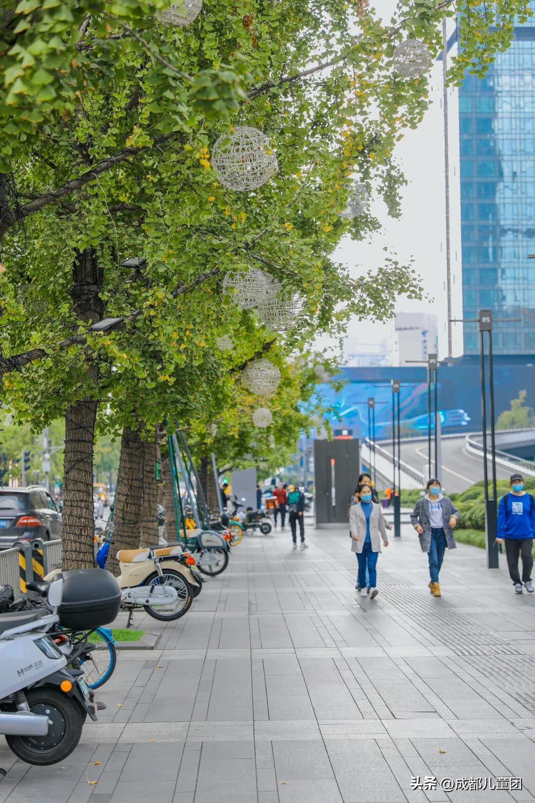 路边的银杏树是什么品种,银杏行道树