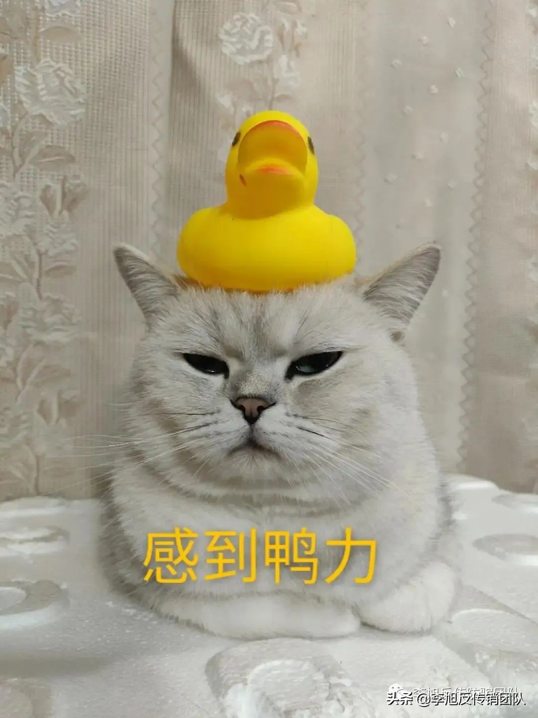 我们被“成*学功**”大师杨涛鸣及吸引力公司起诉了