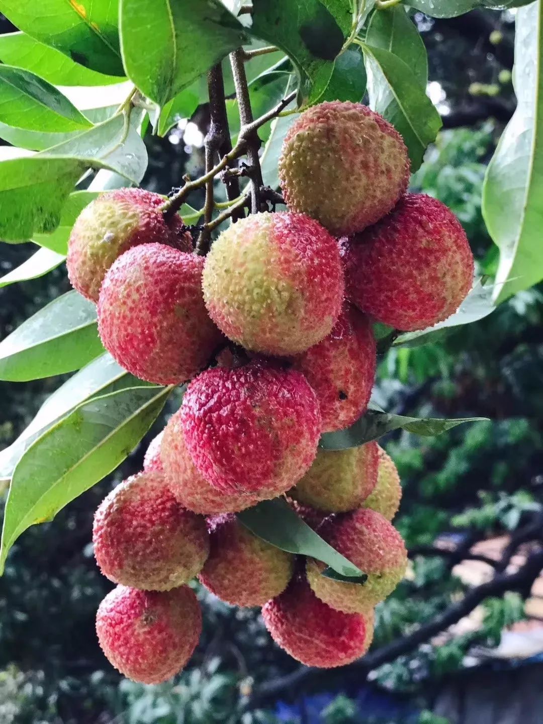 真香美食大全,宁德好吃的特色美食