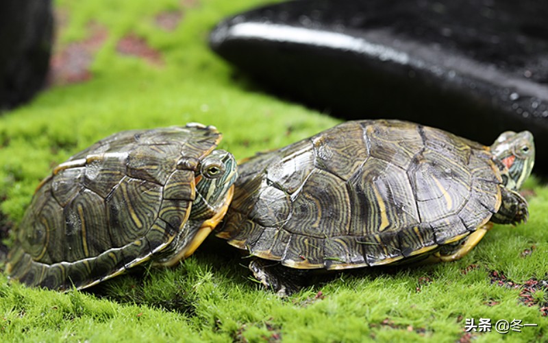 新手养龟的基本知识,入门养龟用什么龟缸