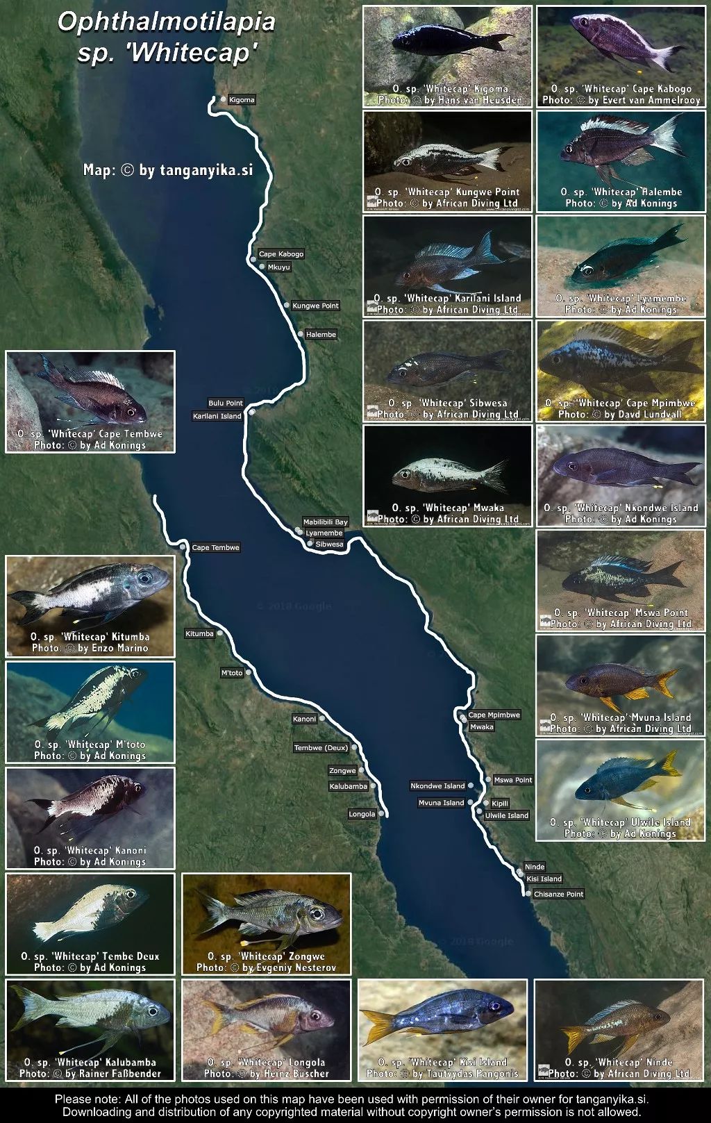 三湖慈鲷杂鲷品种图鉴大全,三湖慈鲷最好看的十种马鲷