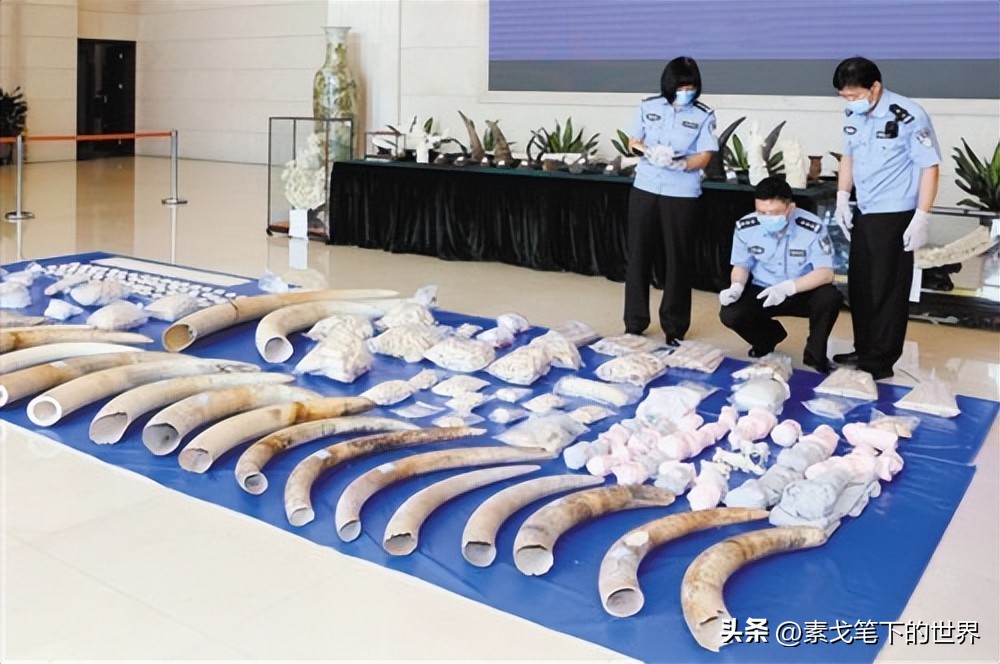 收入水平影响犀牛角消费偏好:野生与半野生犀牛角更受青睐