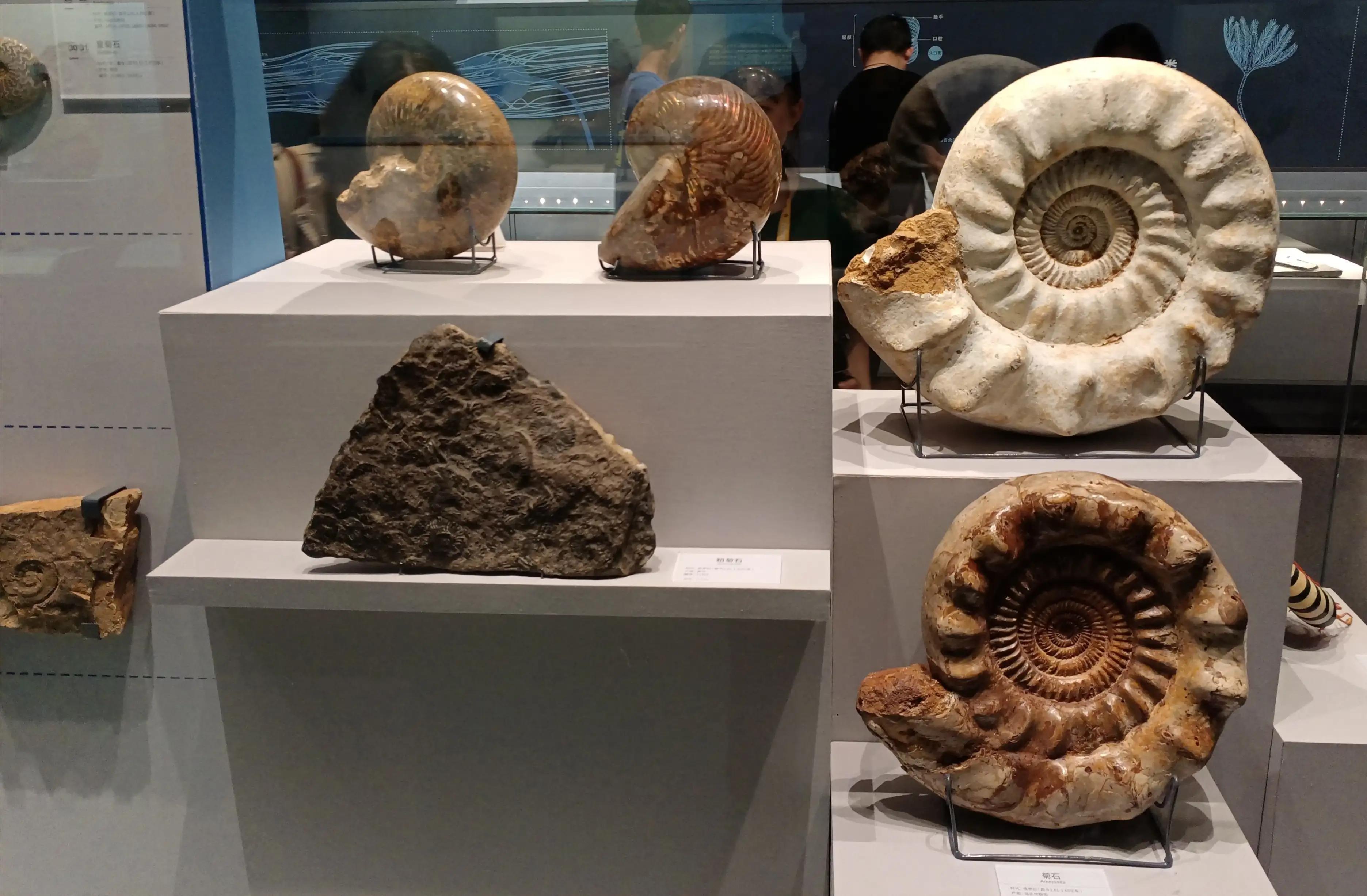 成都自然博物馆半价政策,成都自然博物馆能线下购票吗