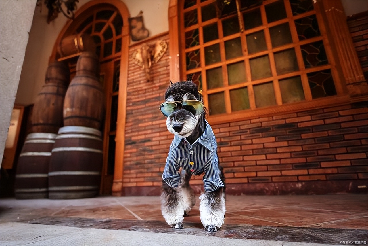 狗狗在家跑来跑去不叫被楼下投诉,刚到家的狗狗有点吵被邻居投诉