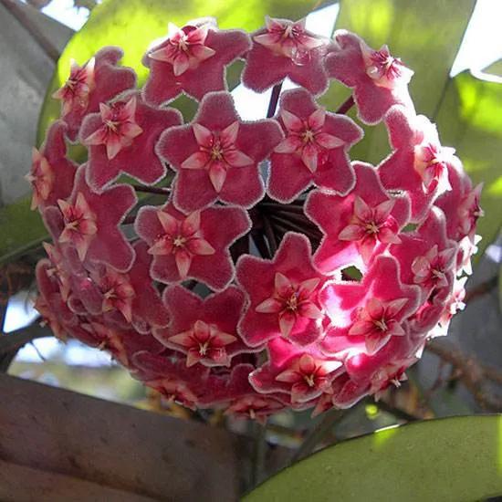 球兰花盛开瞬间,球兰花开完整版