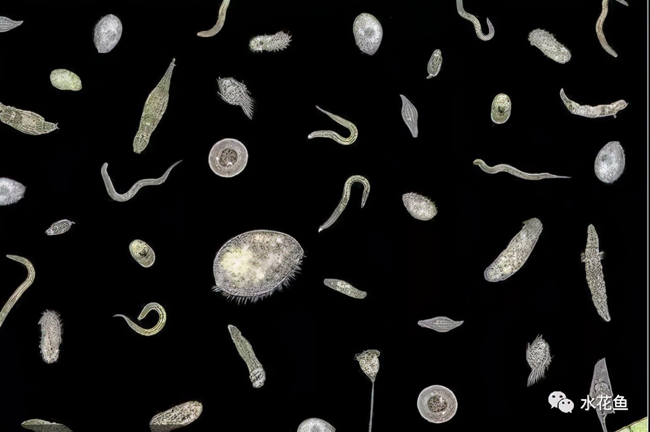 水体中的浮游动物,浮游植物与水华的关系
