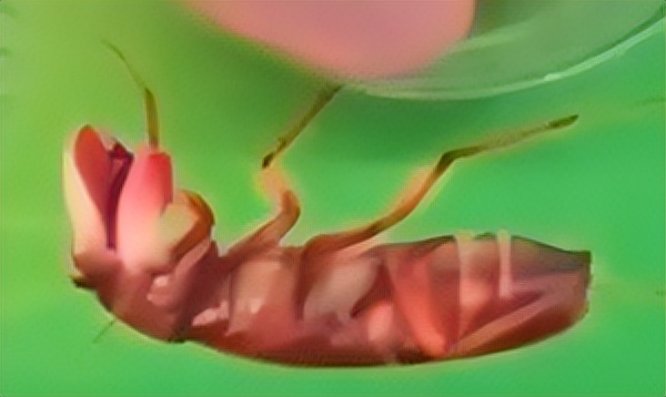 老外用虫子接吻器狂亲蚯蚓，连苍蝇路过都要被嘬两口