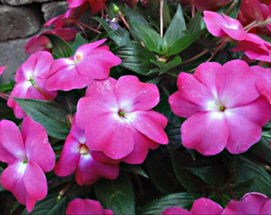 家中驱蚊草,驱蚊草真能赶走蚊子吗