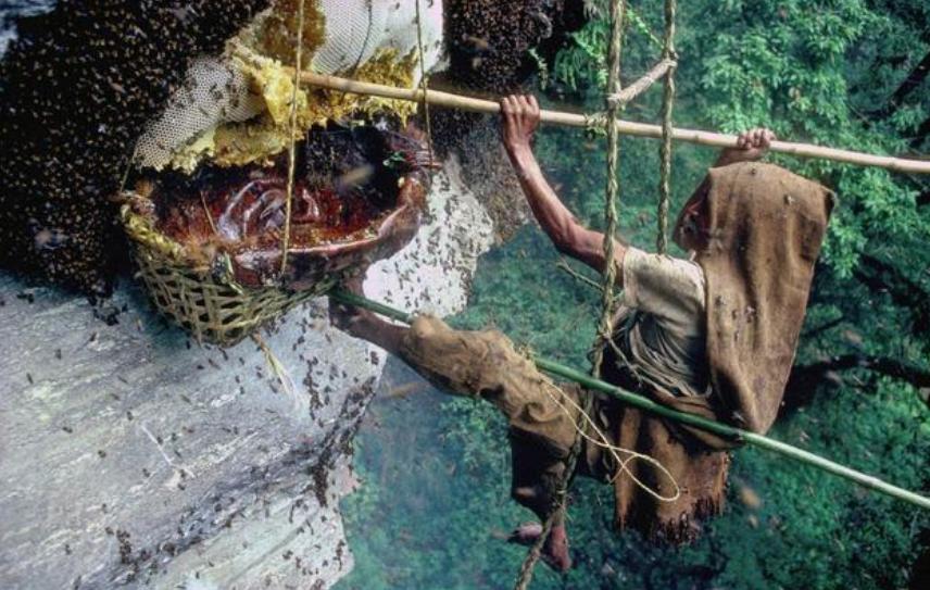 喜马拉雅山采蜜人：绝壁采蜜，专供尼泊尔皇室，一公斤卖3500美金