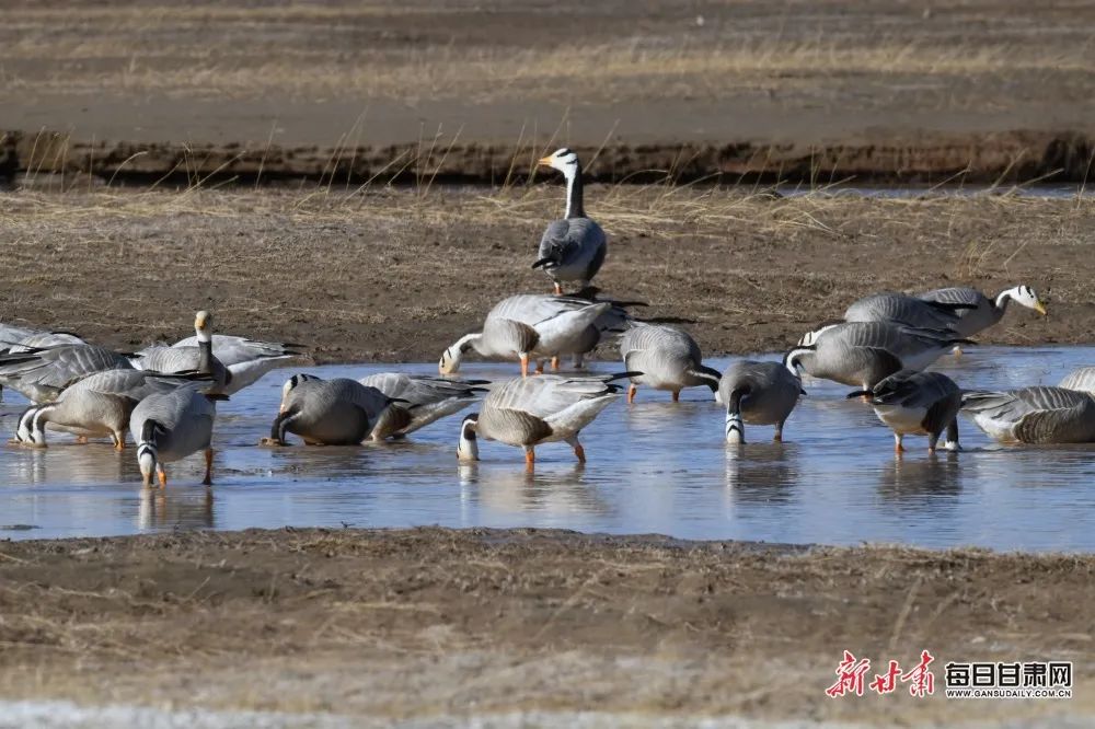 肖某被捕名单,肖某被打事件
