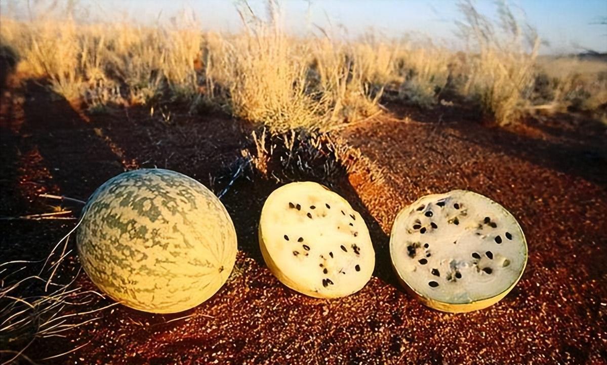 沙漠遍地西瓜,沙漠西瓜当地村民再渴也不要去吃