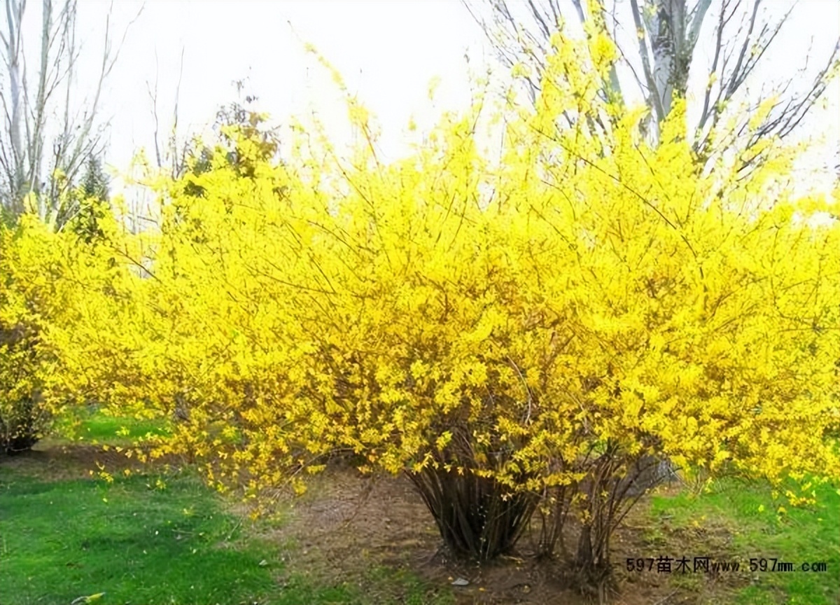 植物标本采集制作图,植物标本的采集制作与保存