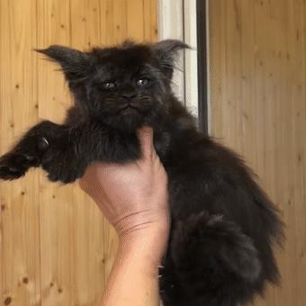 鏂硅劯鐚村瓙妯′豢浜虹殑琛ㄦ儏,鎾炶劯鏂硅劯鐚村瓙鐨勫コ缃戠孩