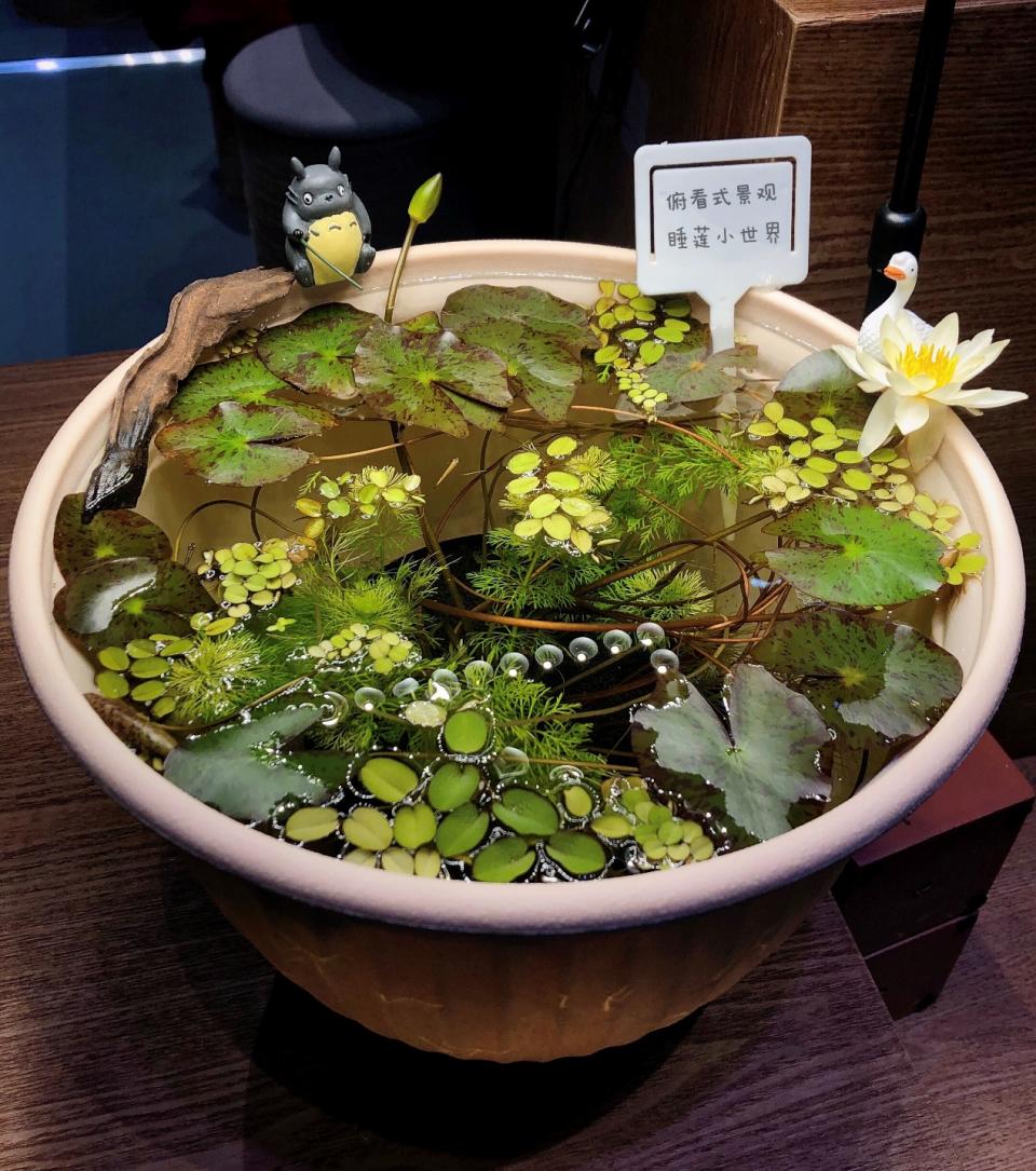 95后广东小伙痴迷睡莲育种,95后小伙痴迷睡莲育种