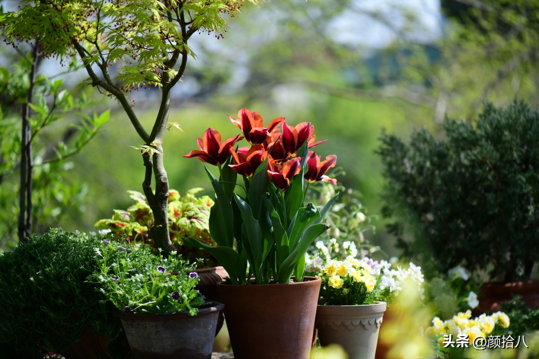 盘点今年河马花园里最美的几款郁金香|园丁