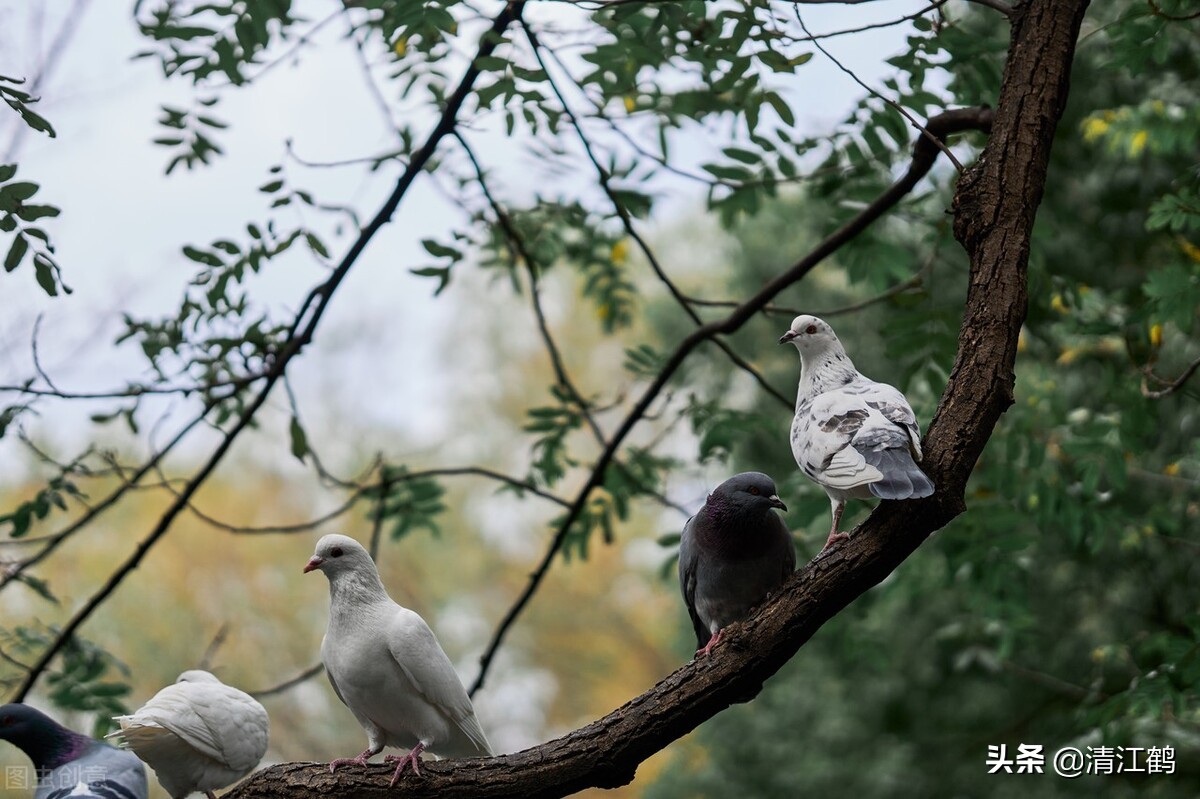 鸽子喂食的正确方式,散养的鸽子每天的什么时候喂最好