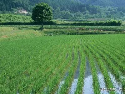 水稻遇低温怎么办,水稻低温后怎么管理