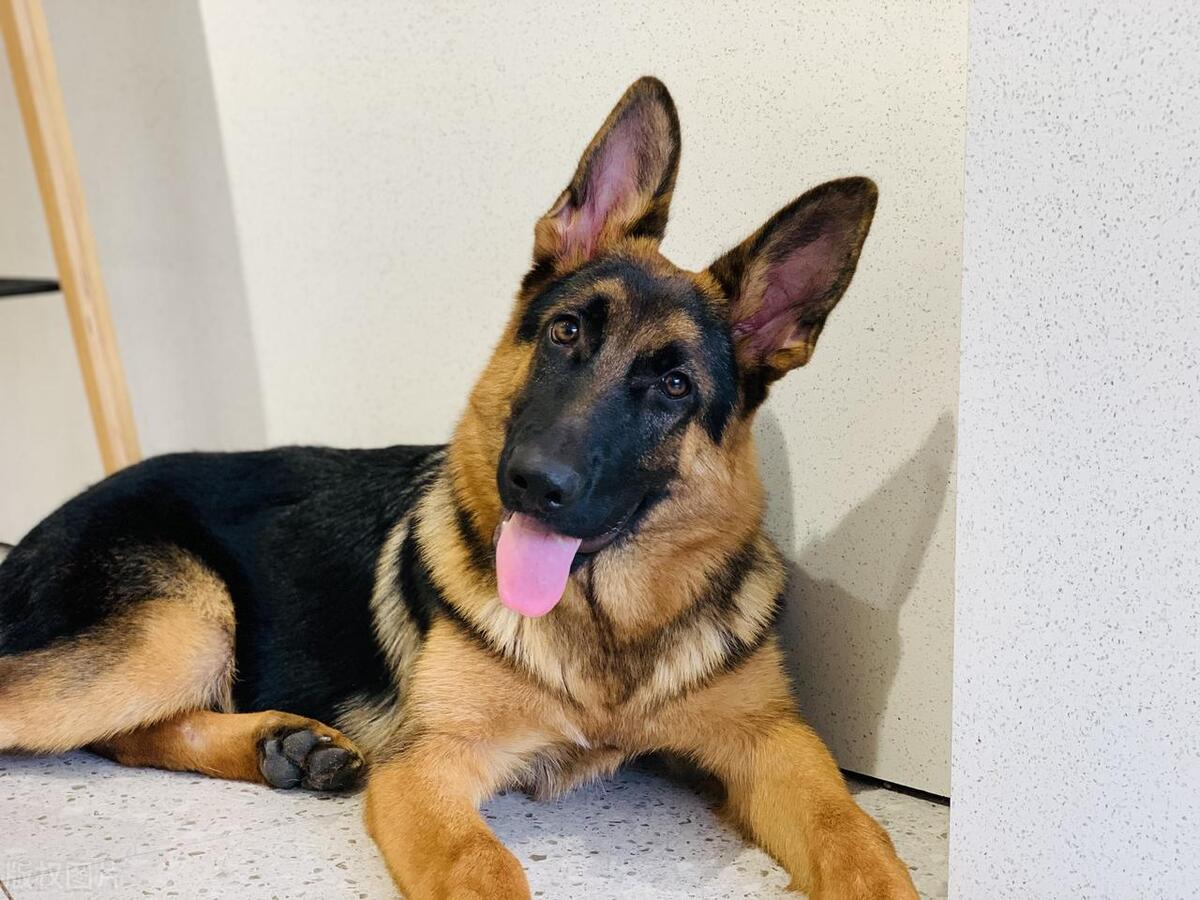 德国牧羊犬和边境牧羊犬谁更聪明,德国牧羊犬纯种双血统德牧护卫犬