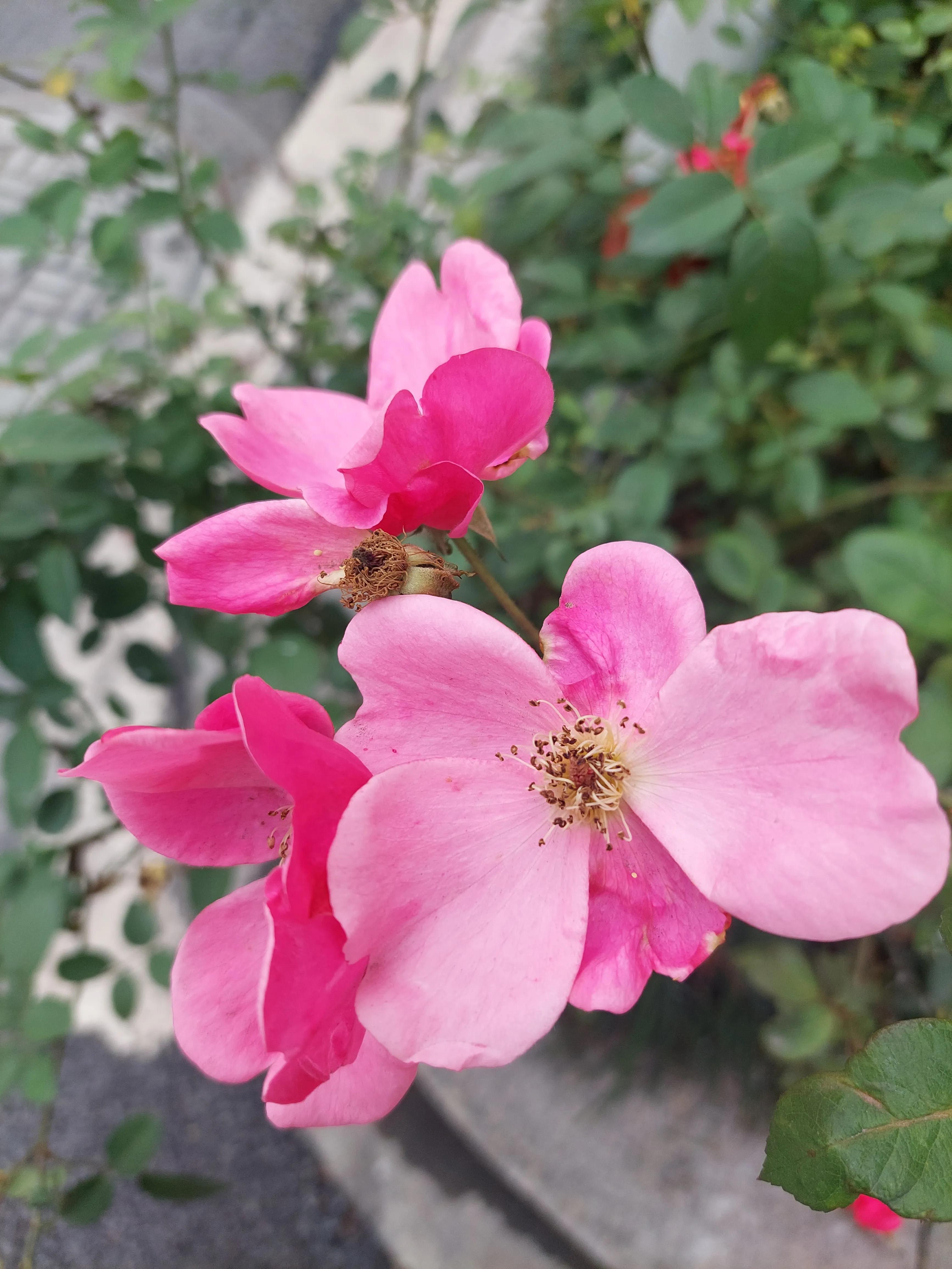 想要足球踢得好,足球怎么和队员打配合