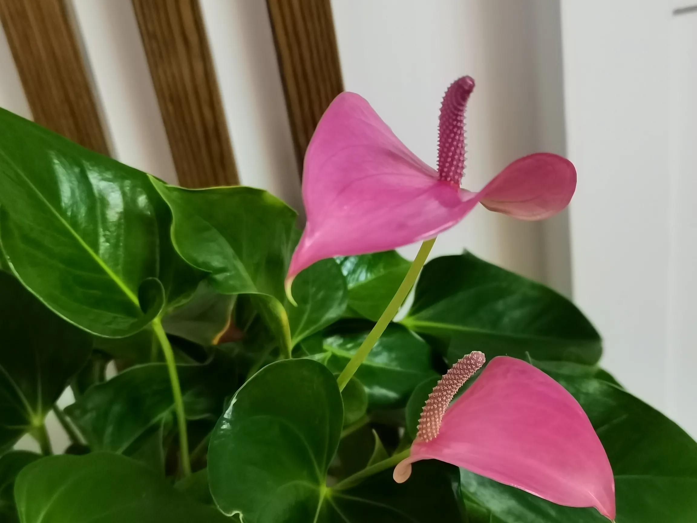 粉掌花变绿了怎么处理,粉掌花败了如何修剪