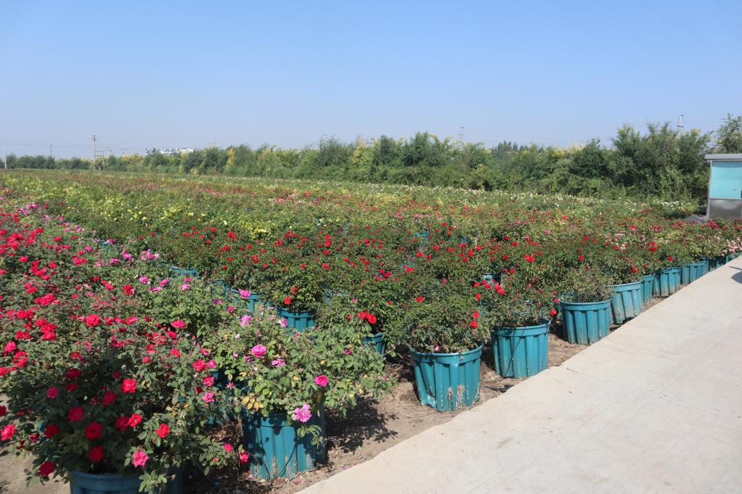 全国四大月季基地,上千亩种植基地