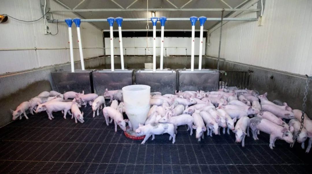 新西兰鸡蛋紧缺之后，猪肉也危险了！兔年邮票开始发售