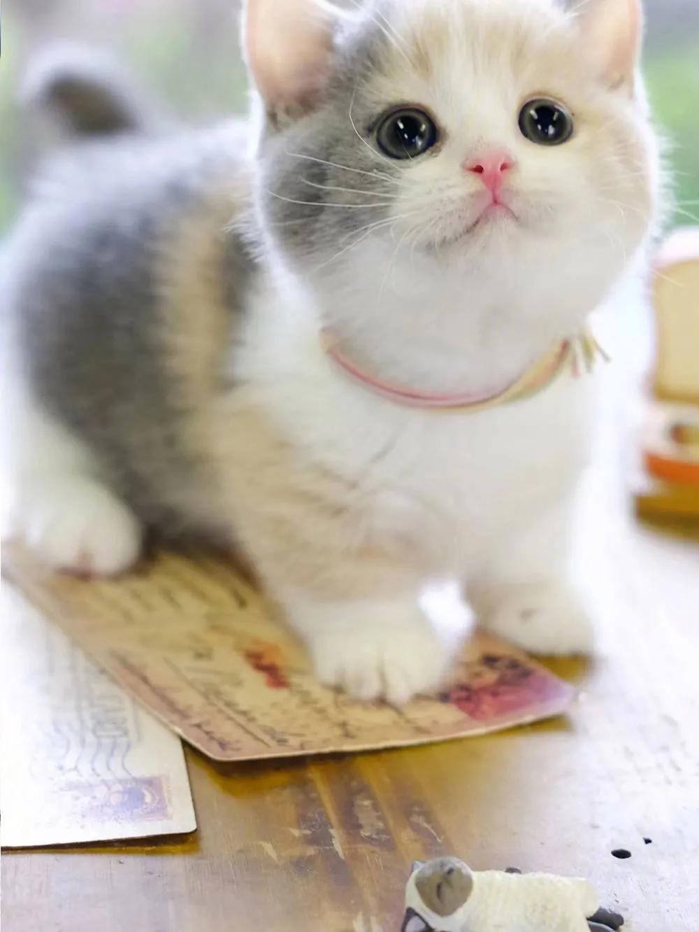 灰色猫咪是什么品种,玳瑁猫咪是什么品种