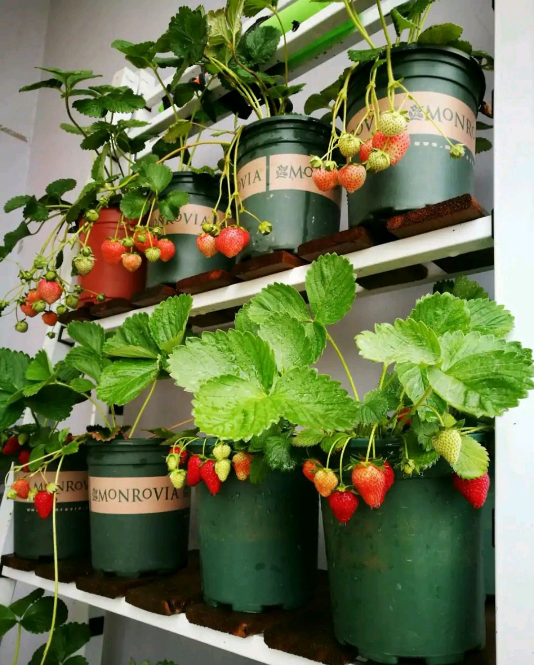 20种吉祥的花,20种年宵花高端又大气