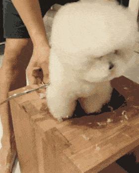 卷毛比熊犬的优缺点,花比熊犬的9大优缺点