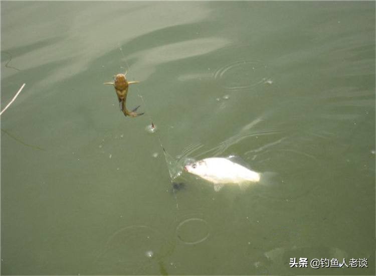 冬季钓鲫鱼用什么串钩好,串钩在冬季怎么钓鲫鱼