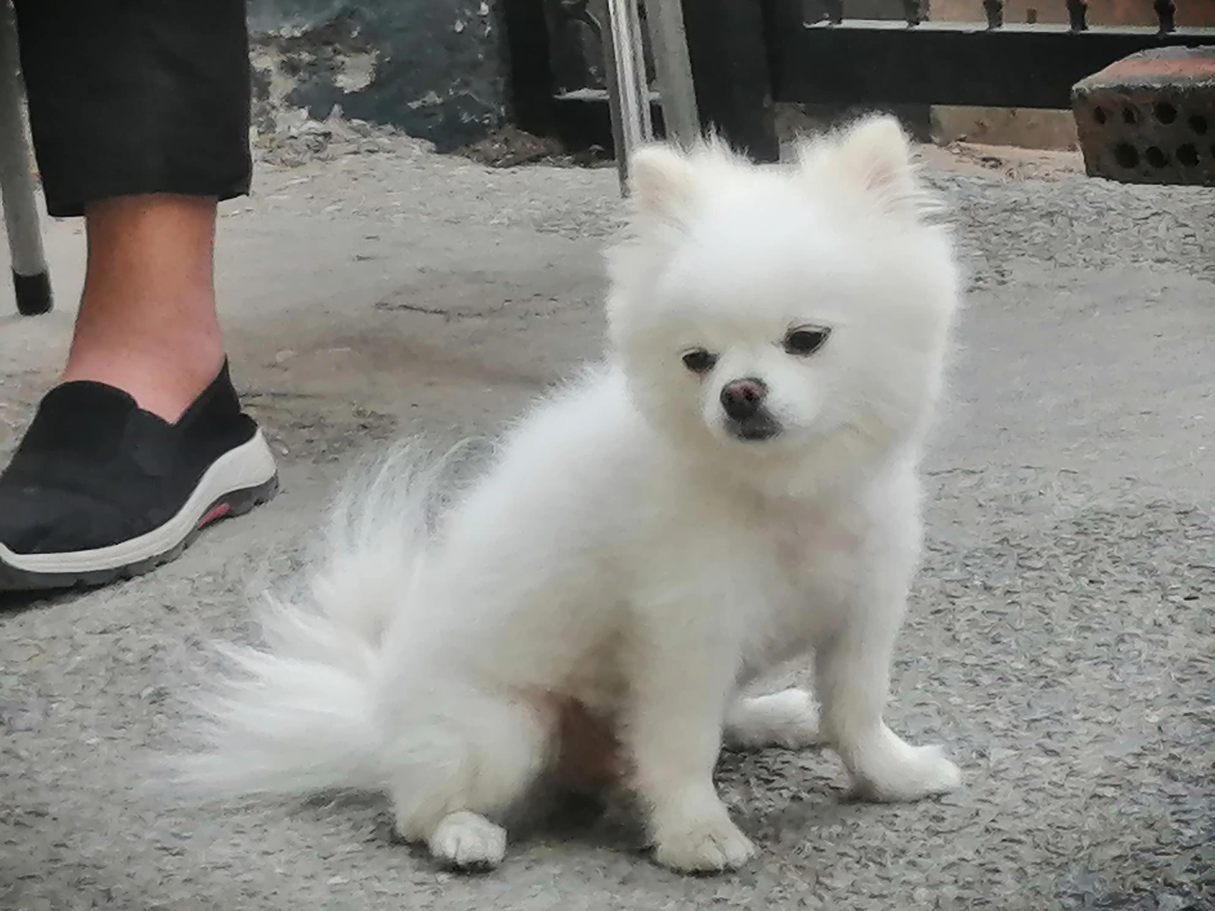 姣涜眴灏忕嫍,璋冪毊灏忕嫍姣涜眴