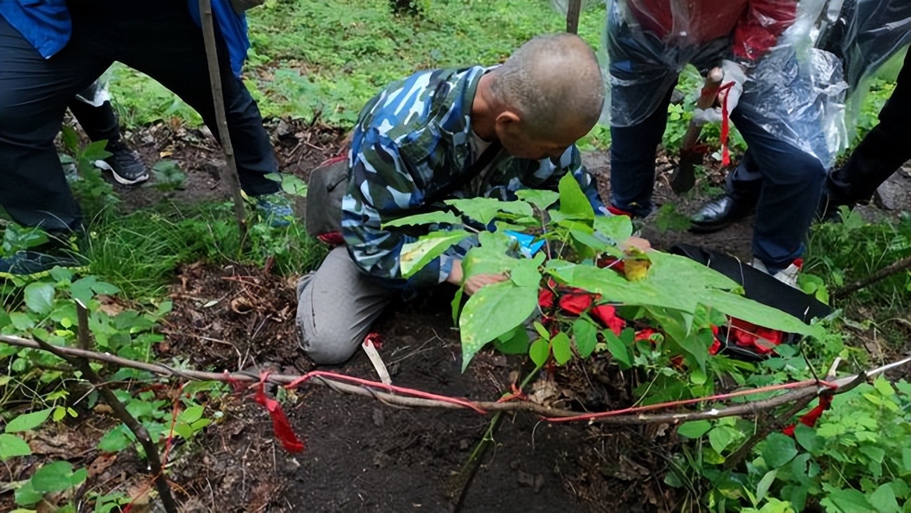 园参鲜人参多少钱一斤,园参林下参野人参哪个好