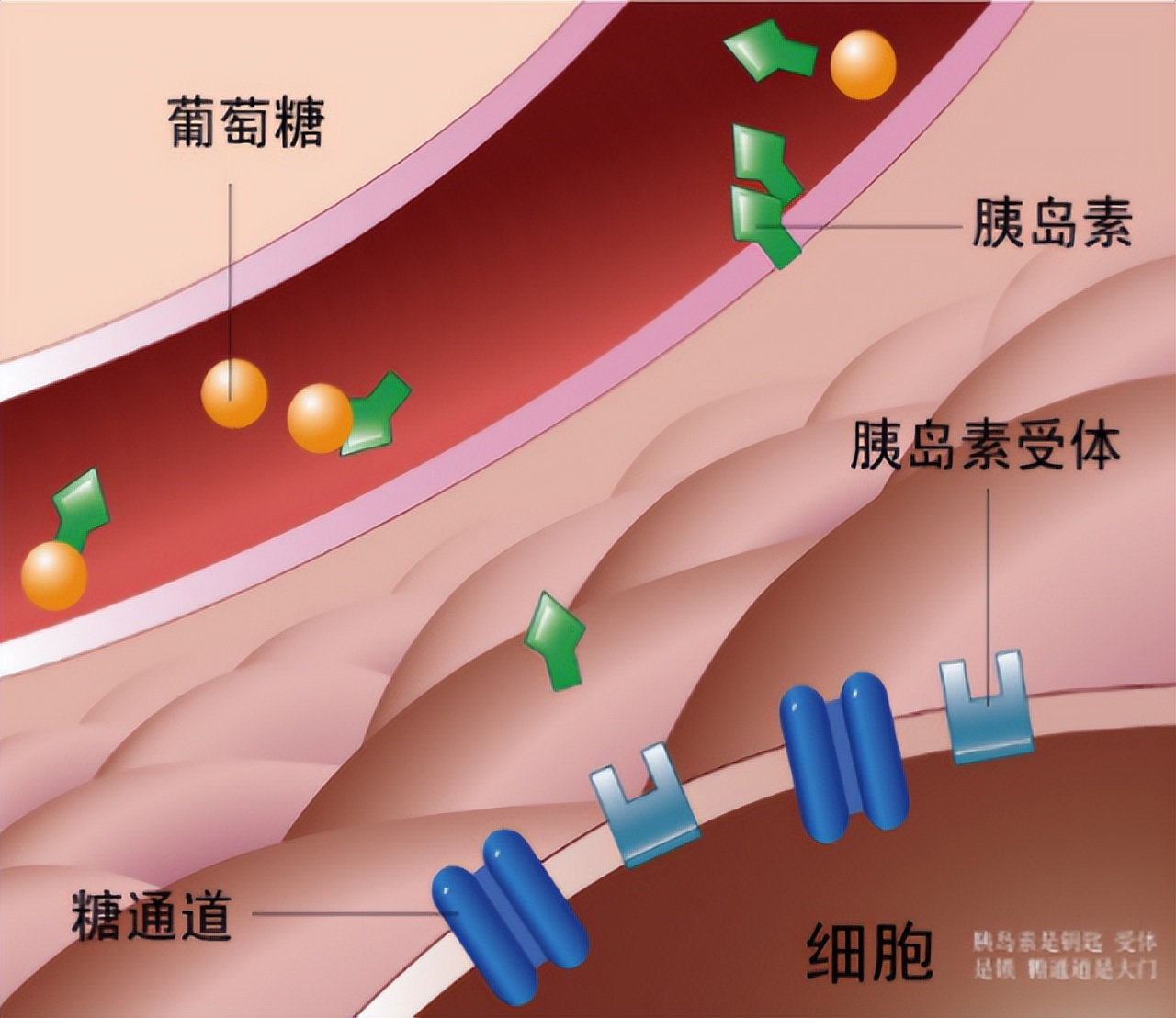 升糖指数高的食物吃多会低血糖吗,高血压人管住嘴这四种食物不能吃