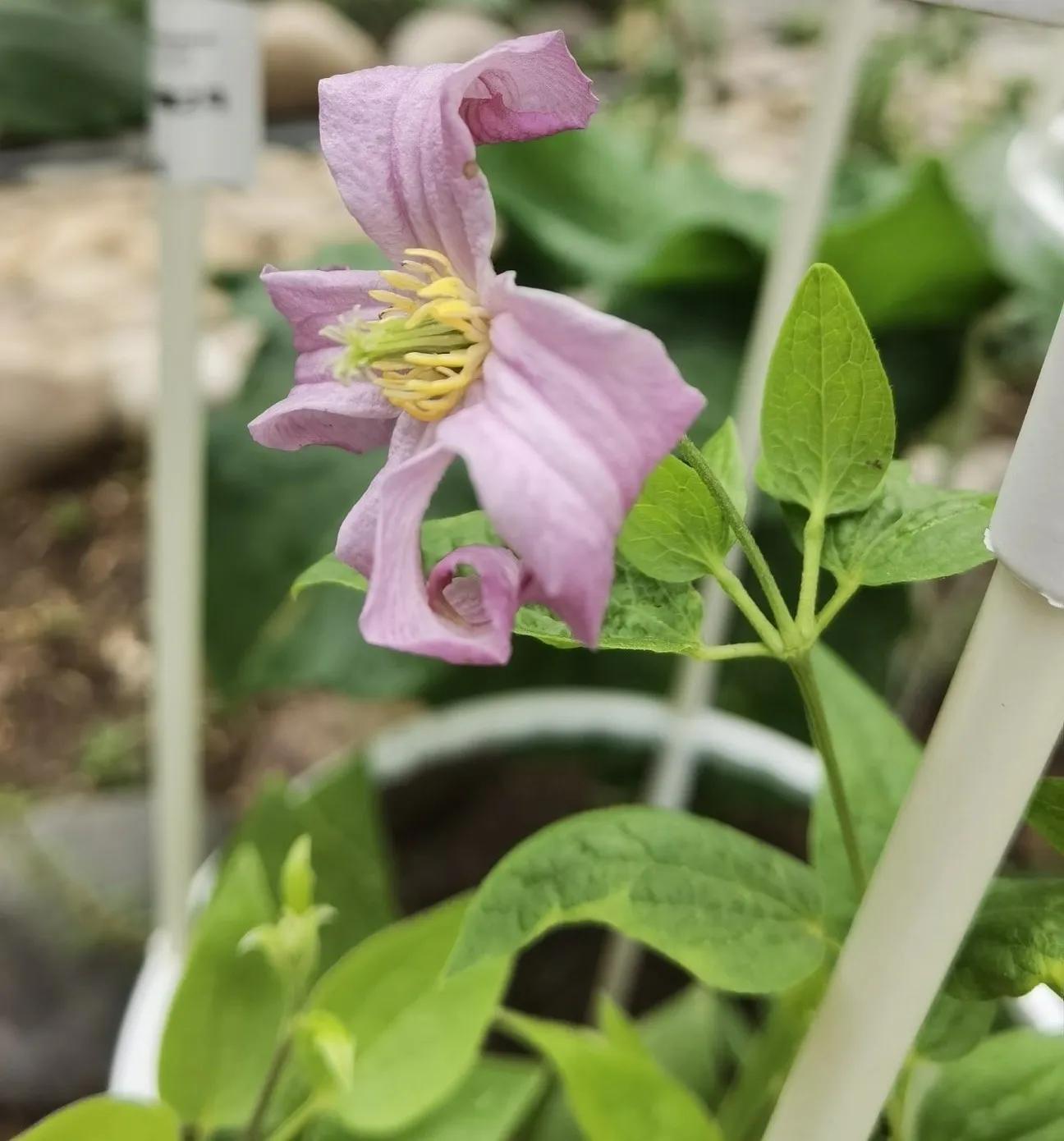 高温天气盼雨来,高温的炙烤