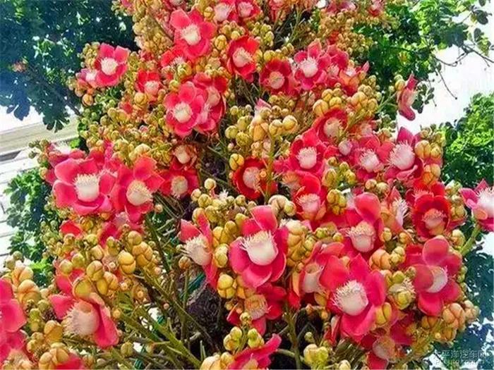 神圣的菩提花开，光彩夺目，尘埃不染，浮生若茶